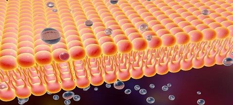Els fosfolípids fan que l'oli de krill funcioni millor que l'oli de peix