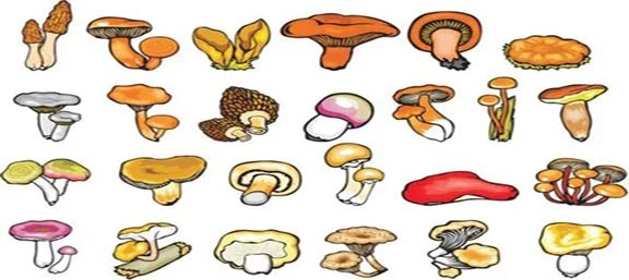 Per a què serveix l'extracte de bolets en pols?
